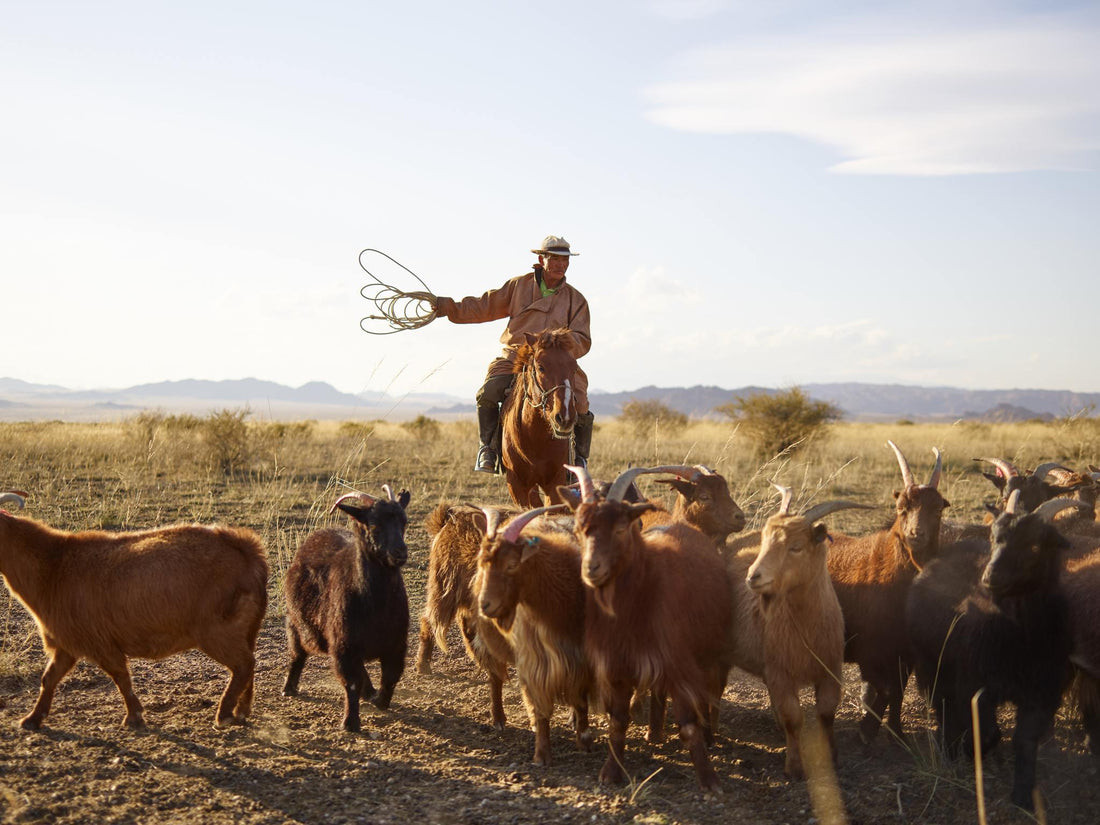 The Art of Cashmere Production